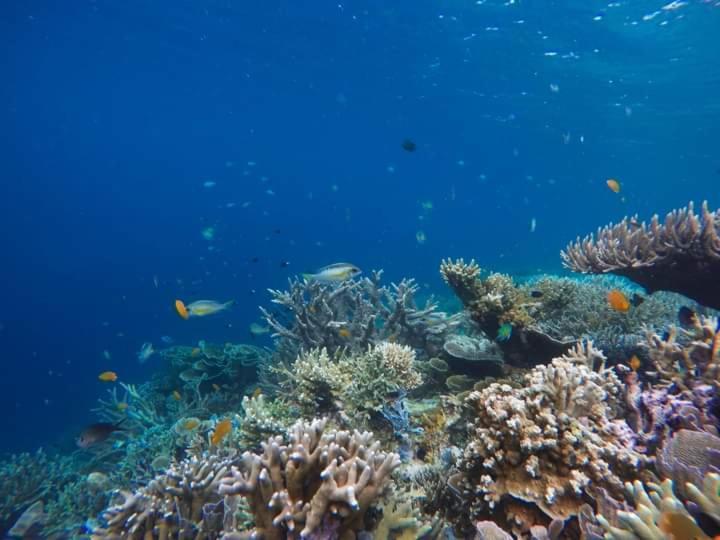 Mambetron Homestay Raja Ampat Pulau Mansuar Exteriér fotografie